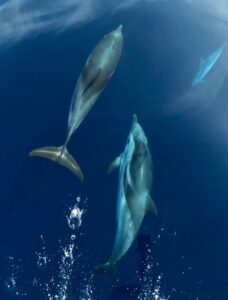 Enchanting Experiences Boat Tour in Tropea for a Connection with Nature and the Sea